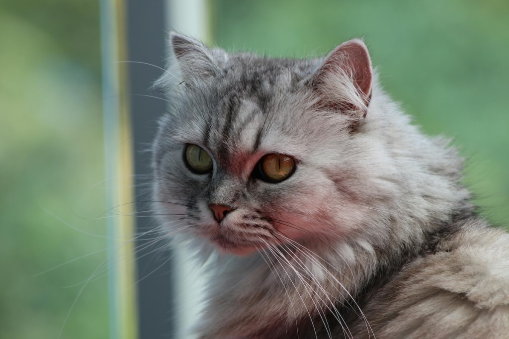 close up of a persian cat