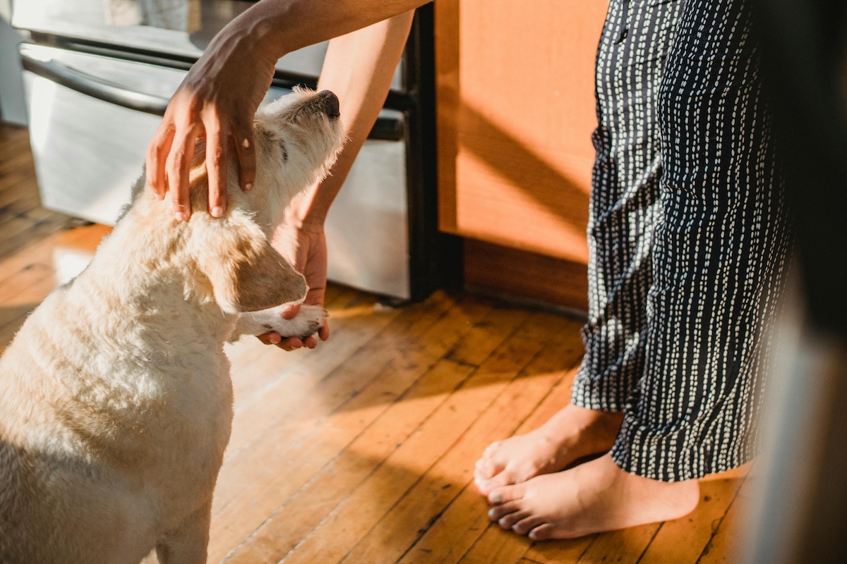 a person shaking a yellow lab's paw