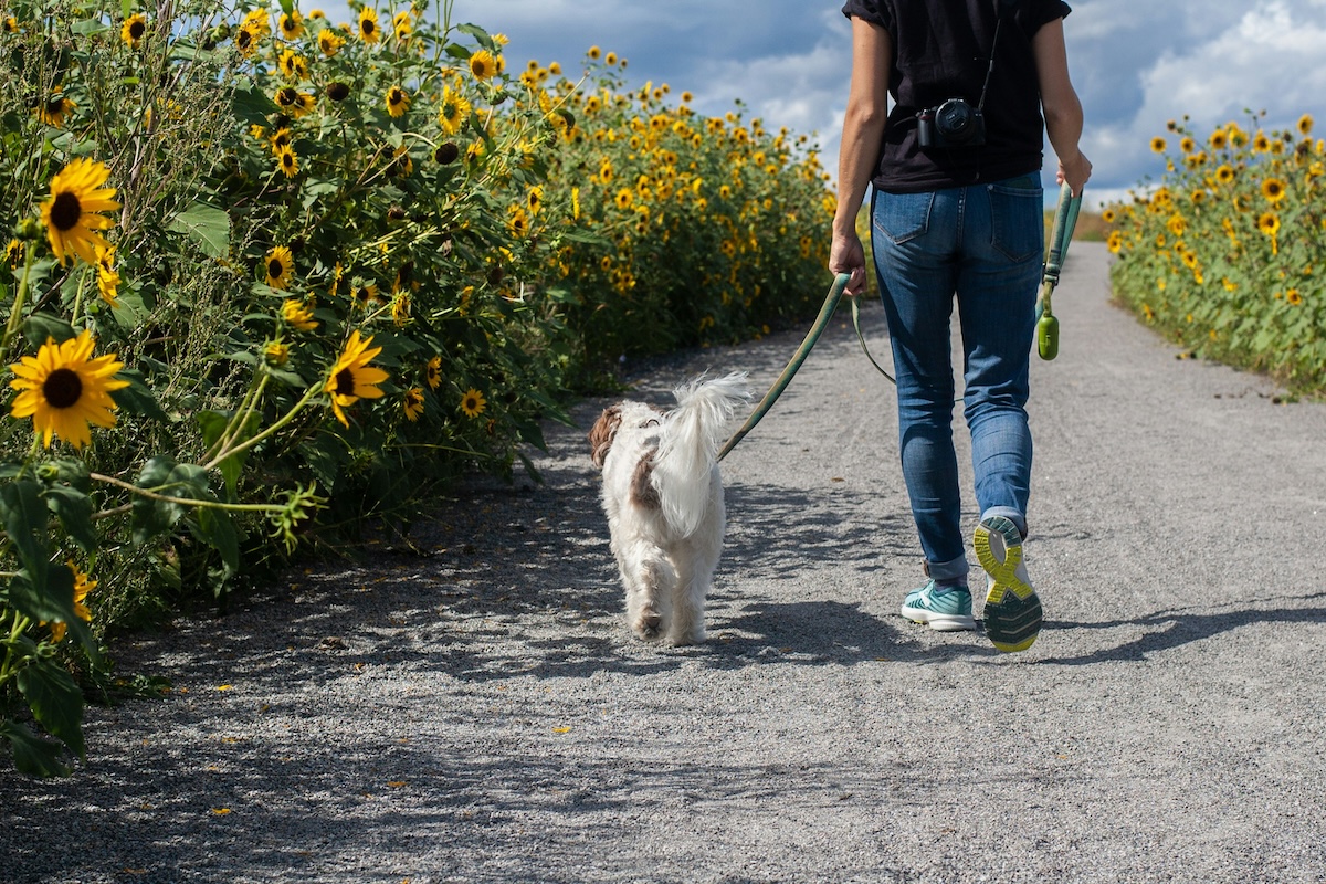 a person walking a white dog on paved pathway in park