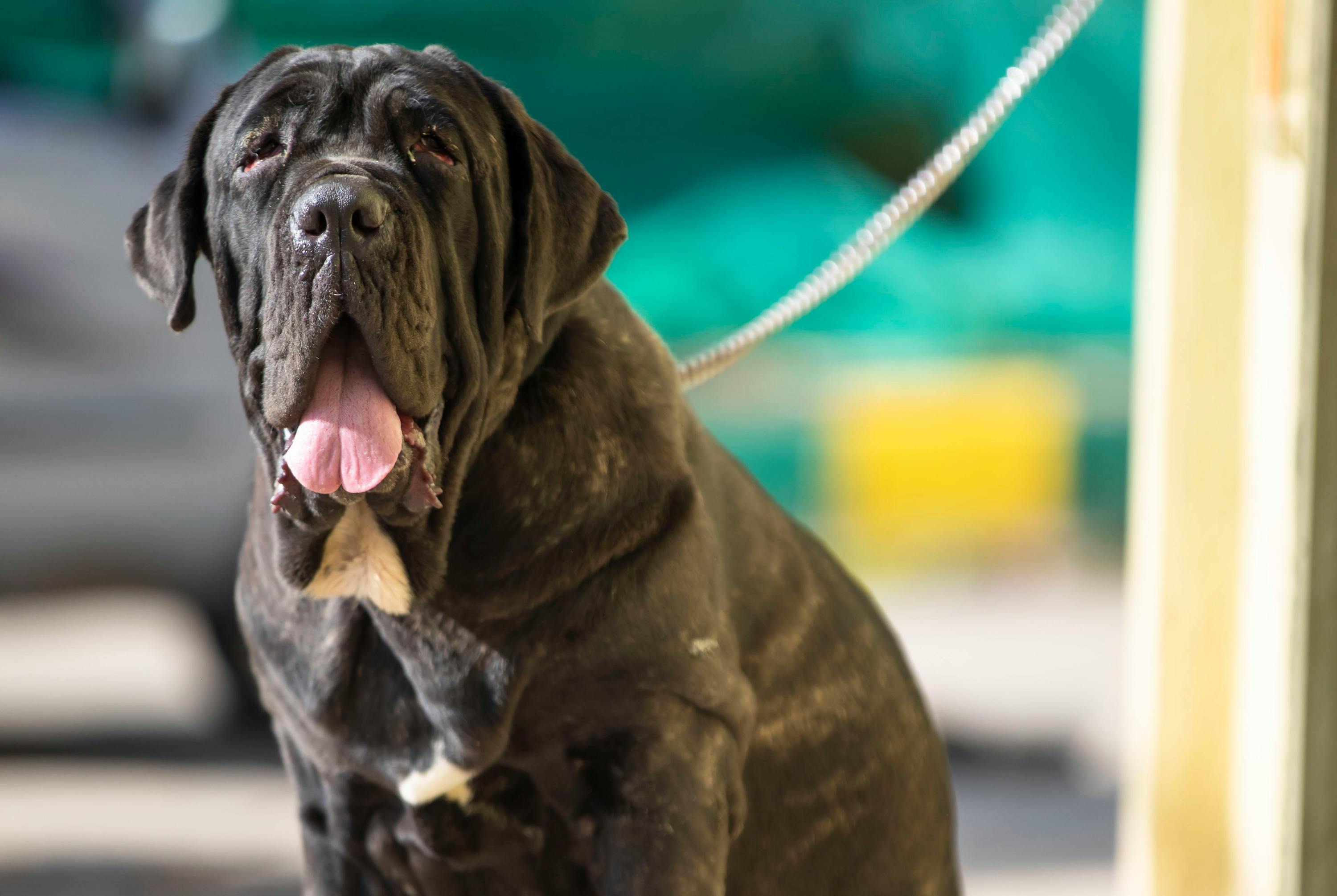 A Neapolitan mastiff sits