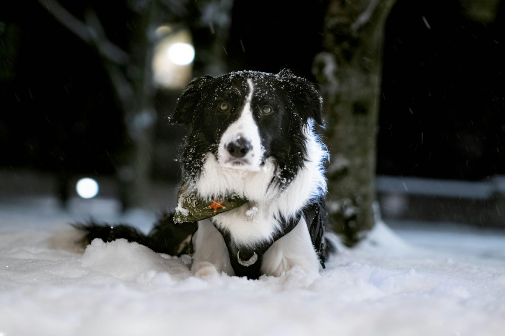 black white border collie in the snow
