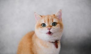 An orange and white cat meows in front of gray background