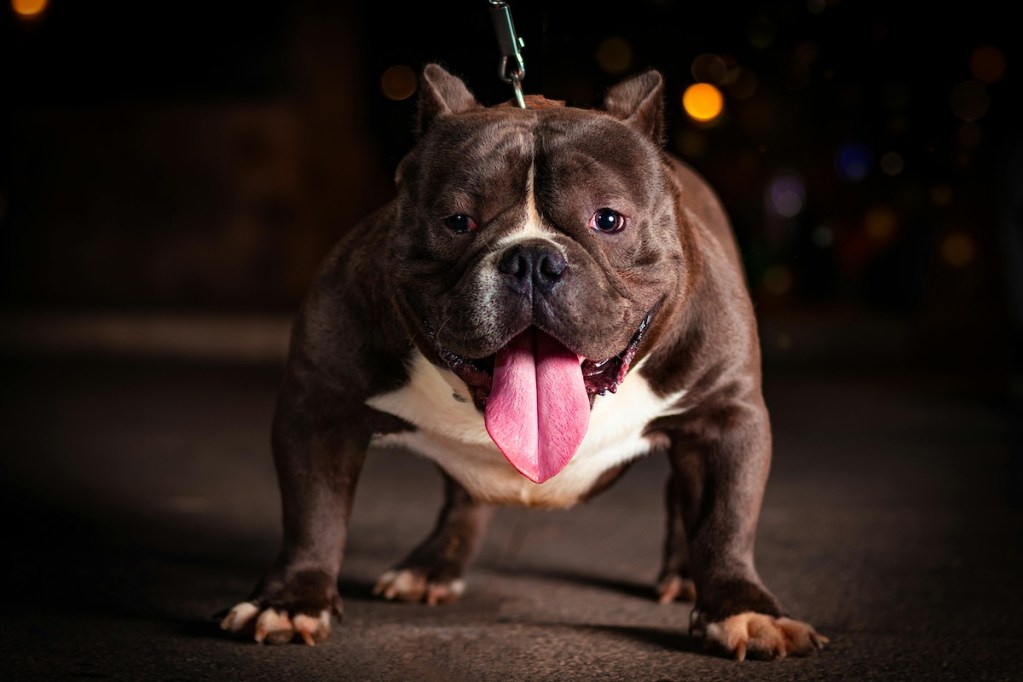 bulldog on leash dark