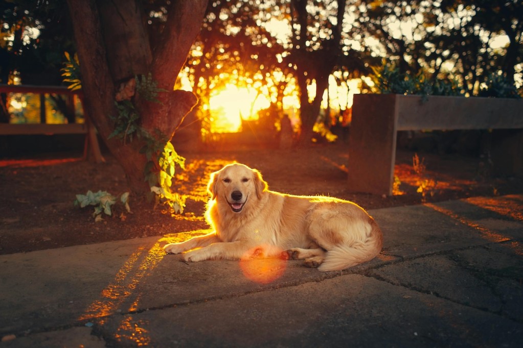 golden retriever on patio at sunset