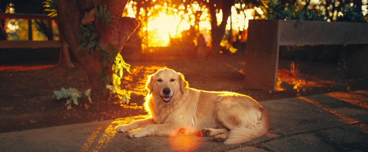 Golden retriever on the patio at sunset