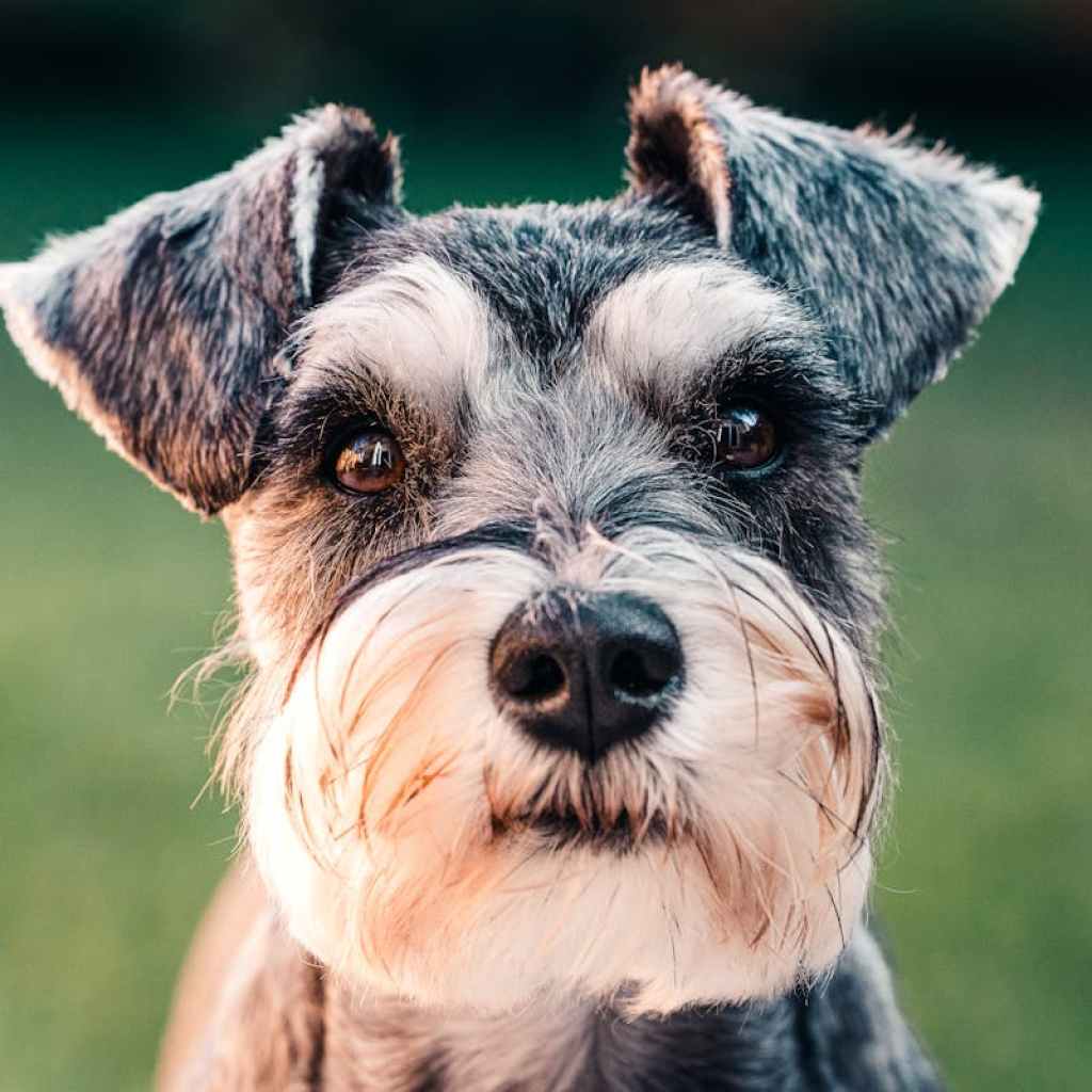 Portrait of a miniature schnauzer