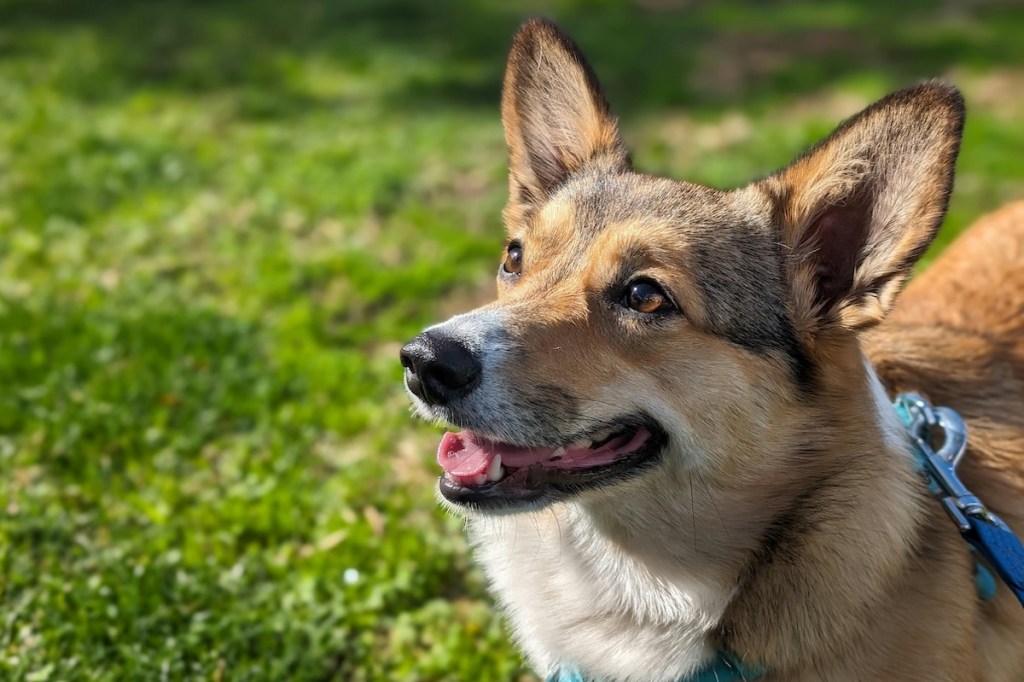 Closeup of a tricolor dog in a park