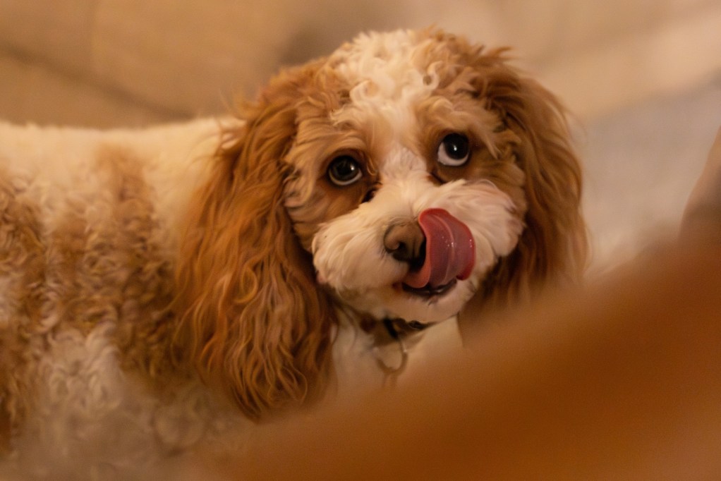 A Poodle mix dog licks their lips and looks up