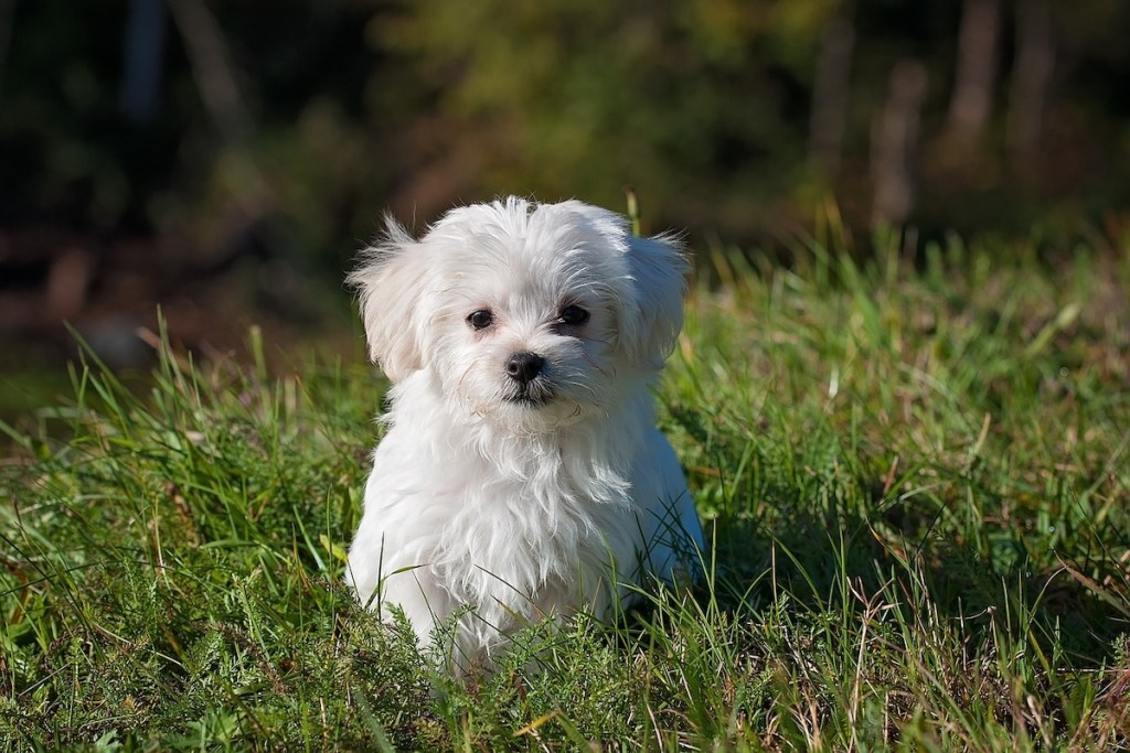 A maltese puppy sits in a meadow