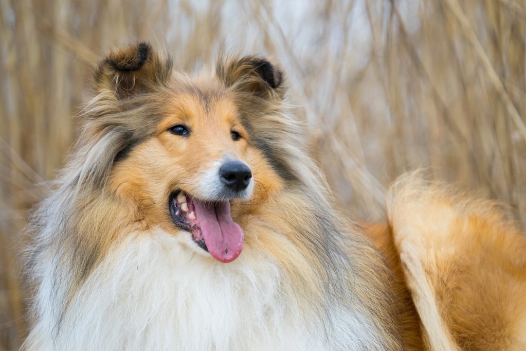 A rough Collie stands outdoors