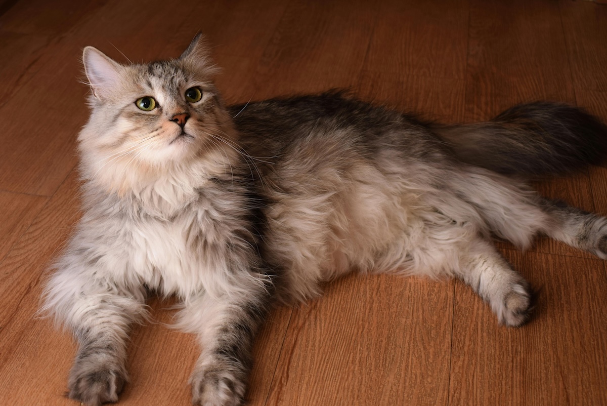 siberian cat on floor looking up