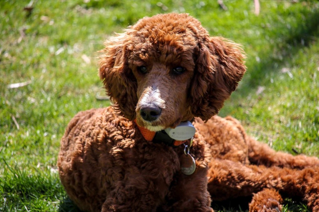 A brown Standard Poodle sits in the grass