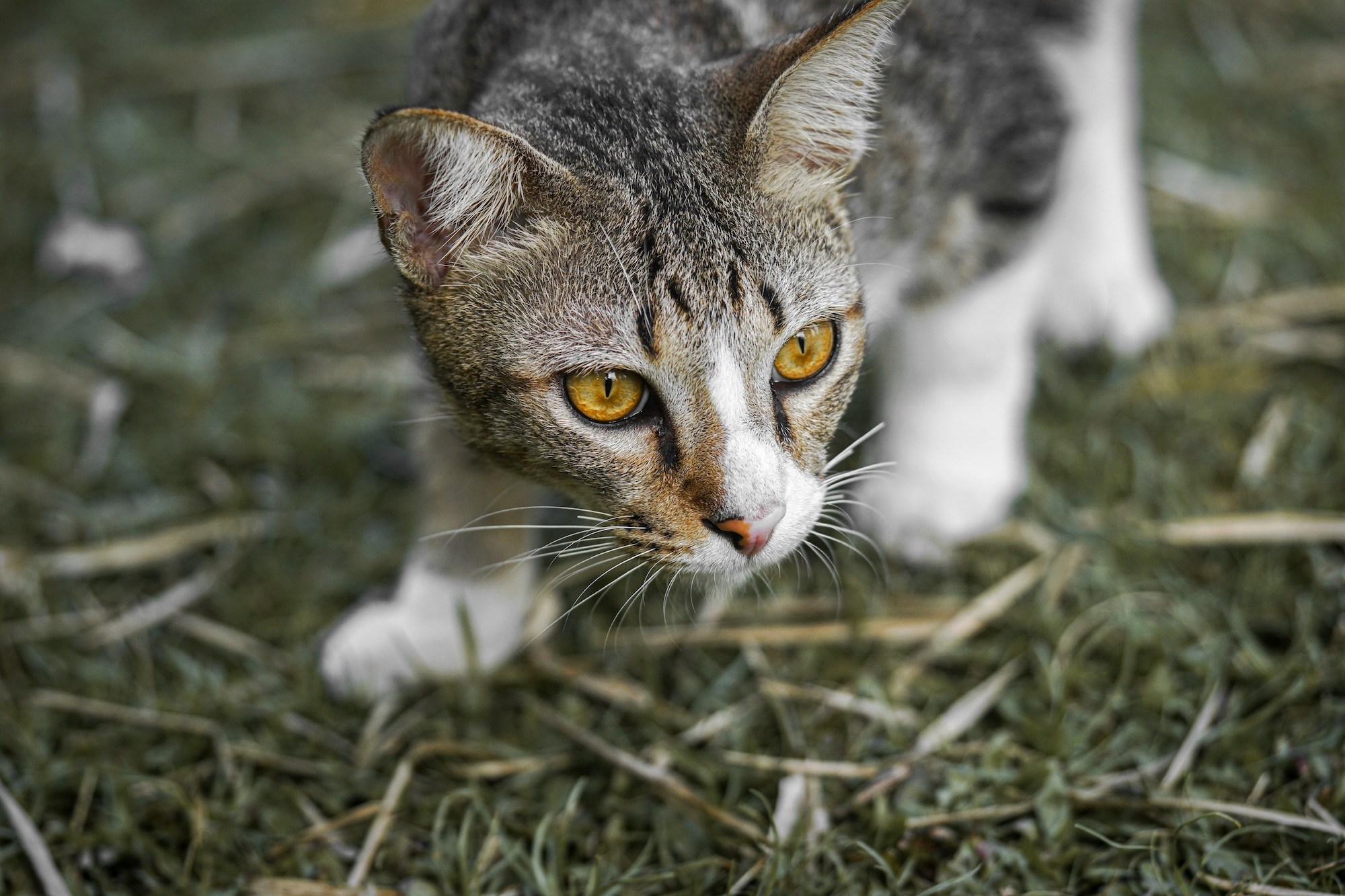 A tabby cat with yellow eyes stalks low to the ground