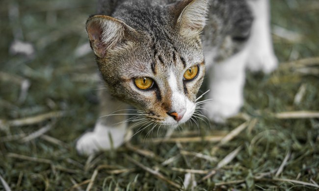 A tabby cat with yellow eyes stalks low to the ground