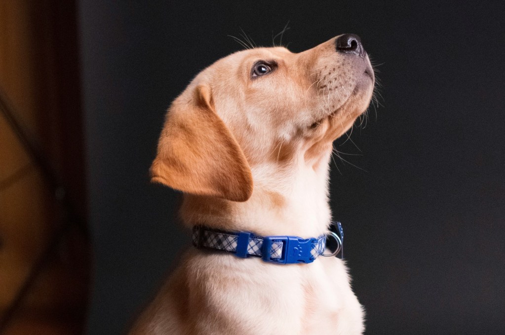 A Yellow Lab puppy wearing a blue collar looks up