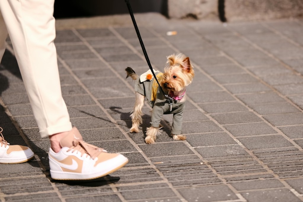 A yorkie wears a jacket on the street with his owner