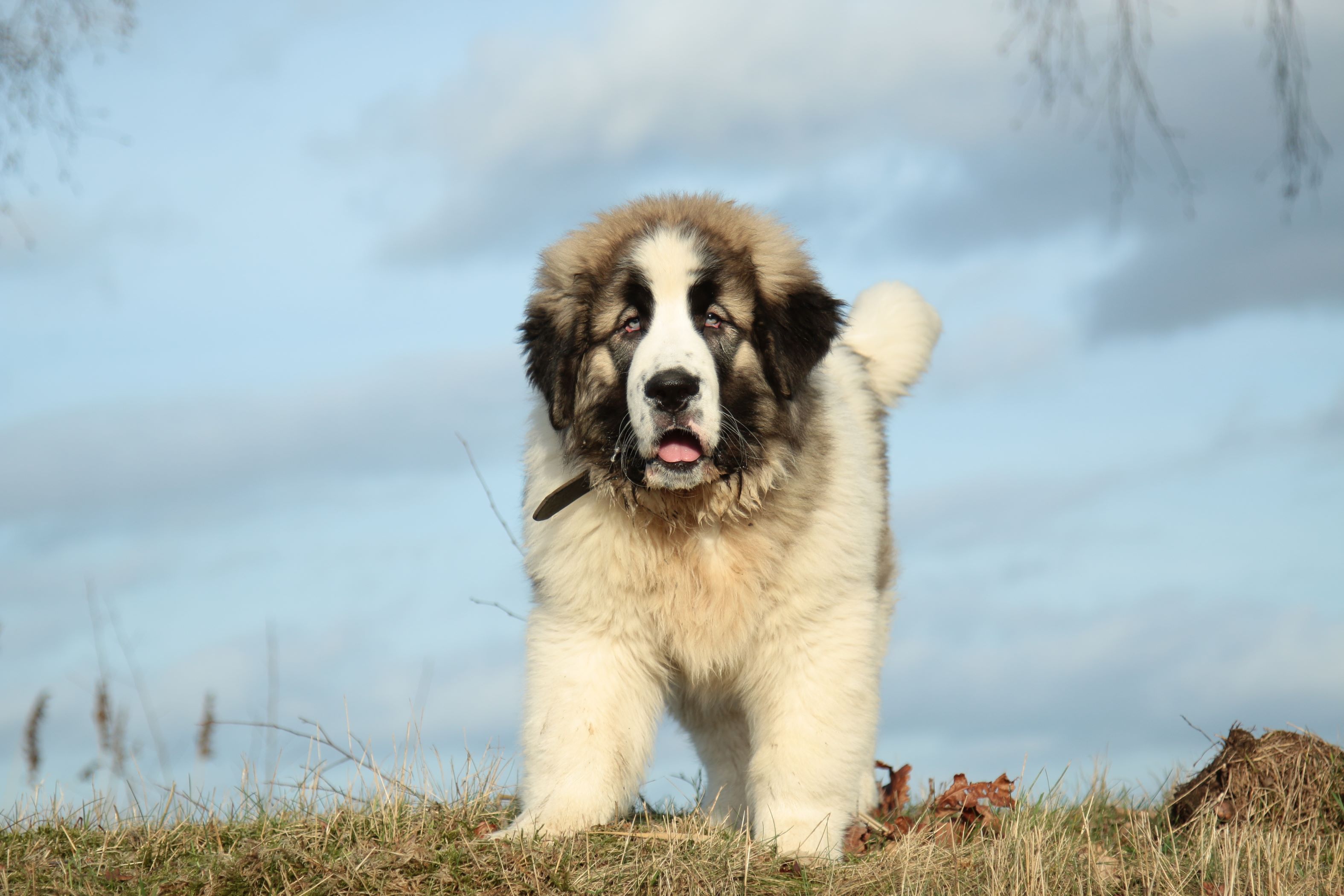 Adorable Pyrenean Mastiff puppy in action