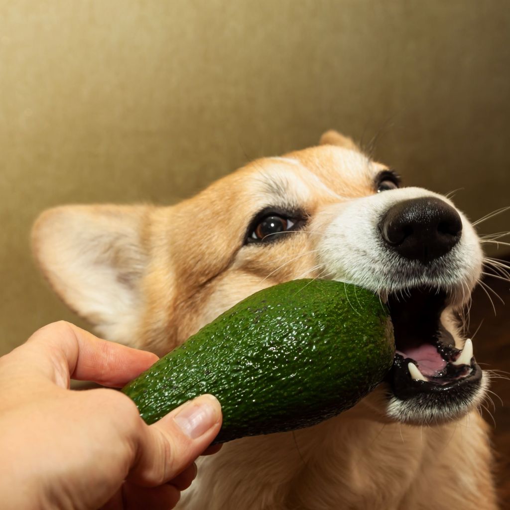 Corgi with an avocado