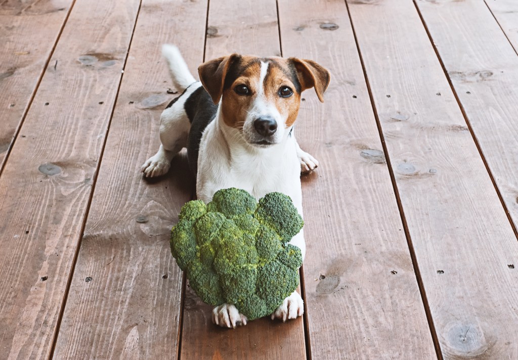 JRT with broccoli outside