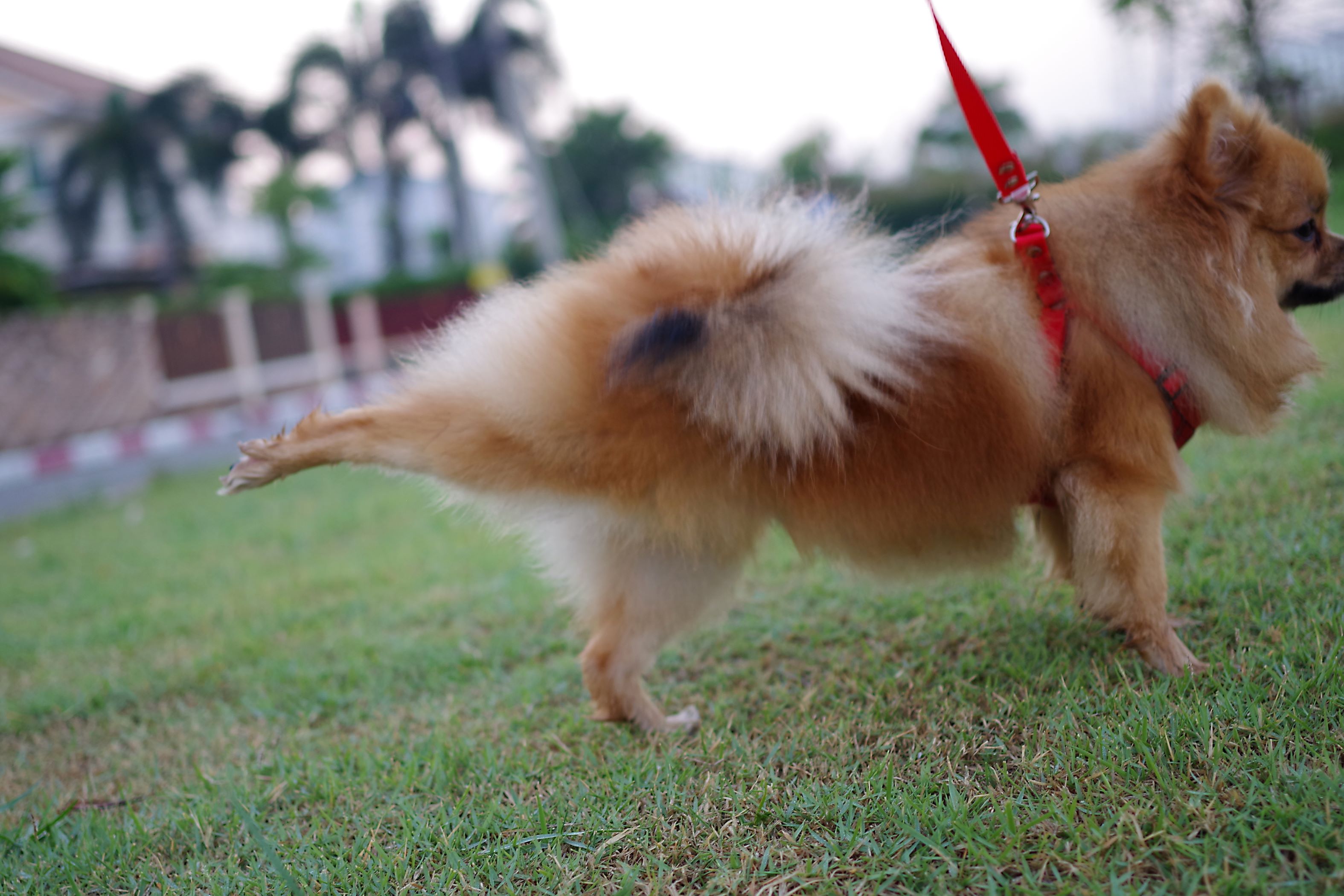Why do dogs kick after they poop? PawTracks