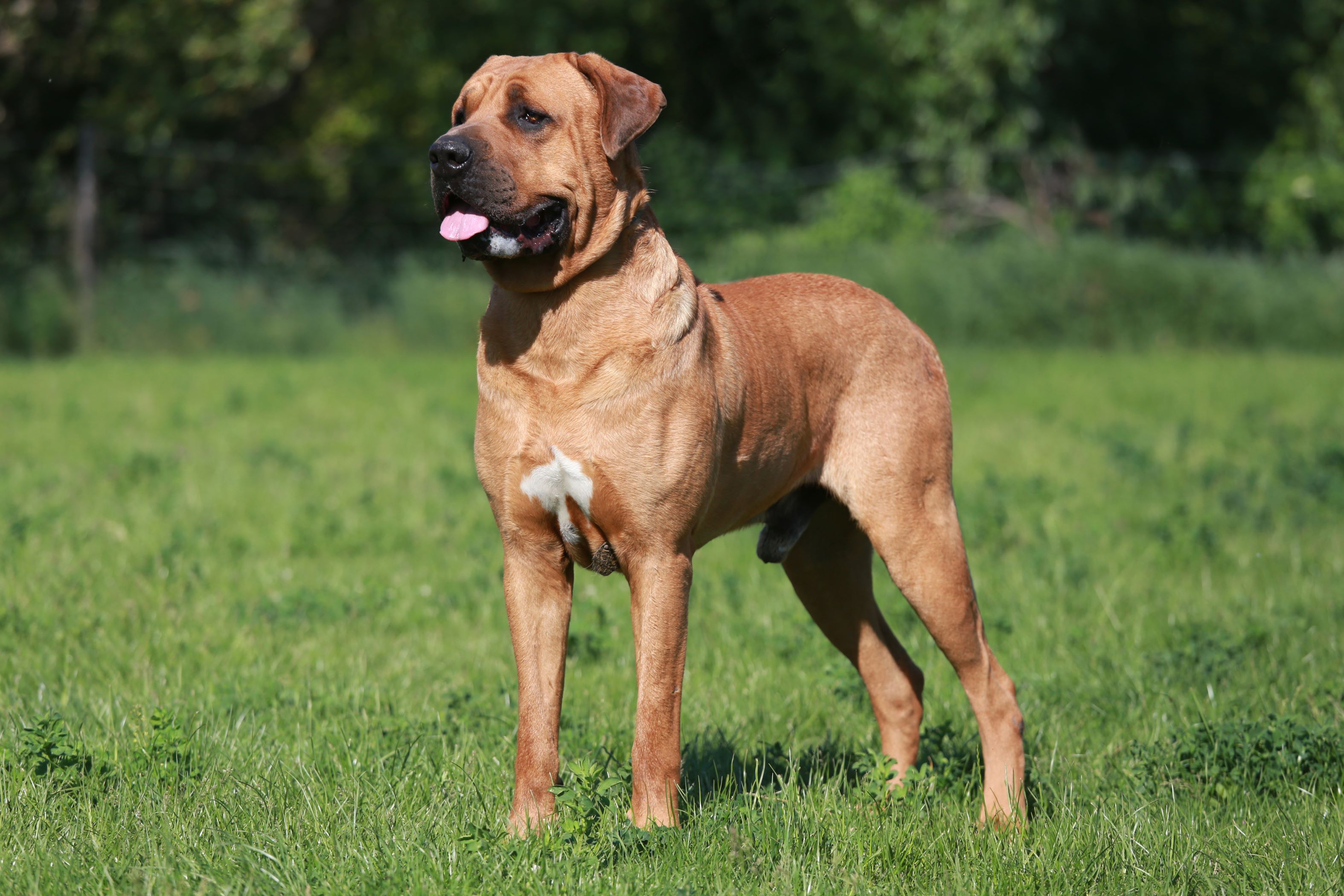 Young male Tosa Inu Japanese mastiff watching in the garden