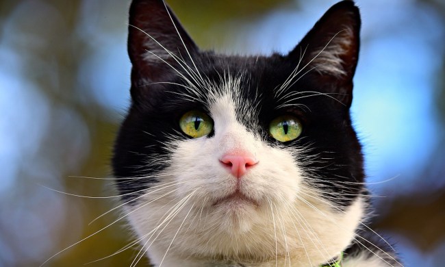A black and white cat's face
