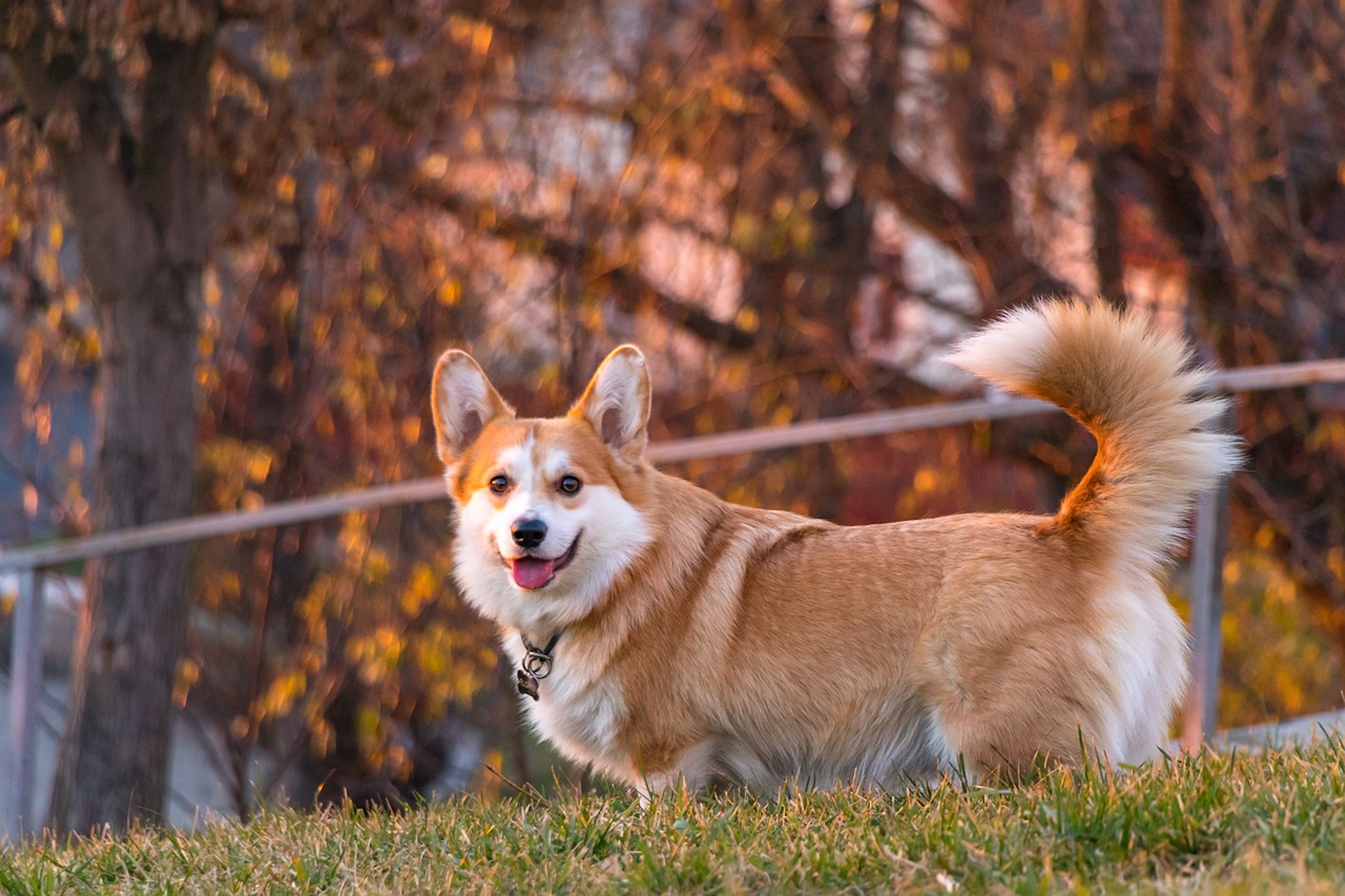 A Cardigan Welsh Corgi stands outdoors during autumn