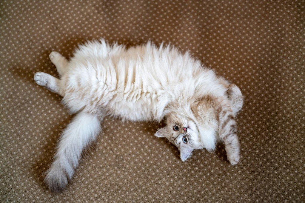 A long-haired cat rolls around on a brown carpet