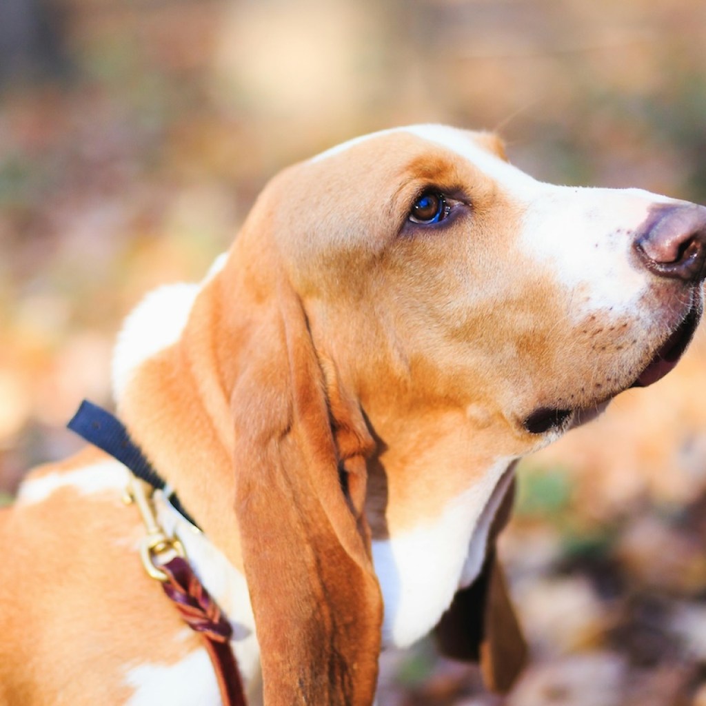 A close-up of a basset hound