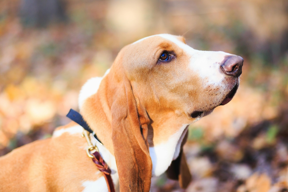 A close-up of a basset hound