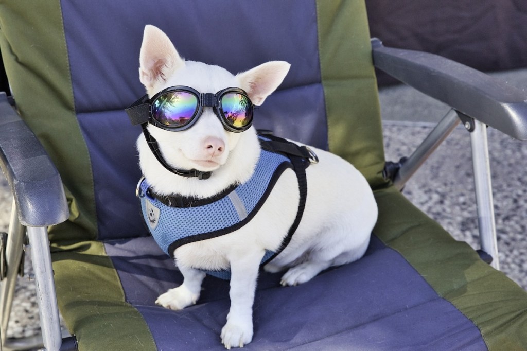 Dog sits in a chair wearing sunglasses