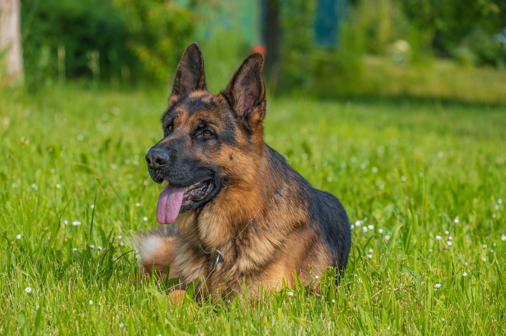 A German shepherd lies in the grass
