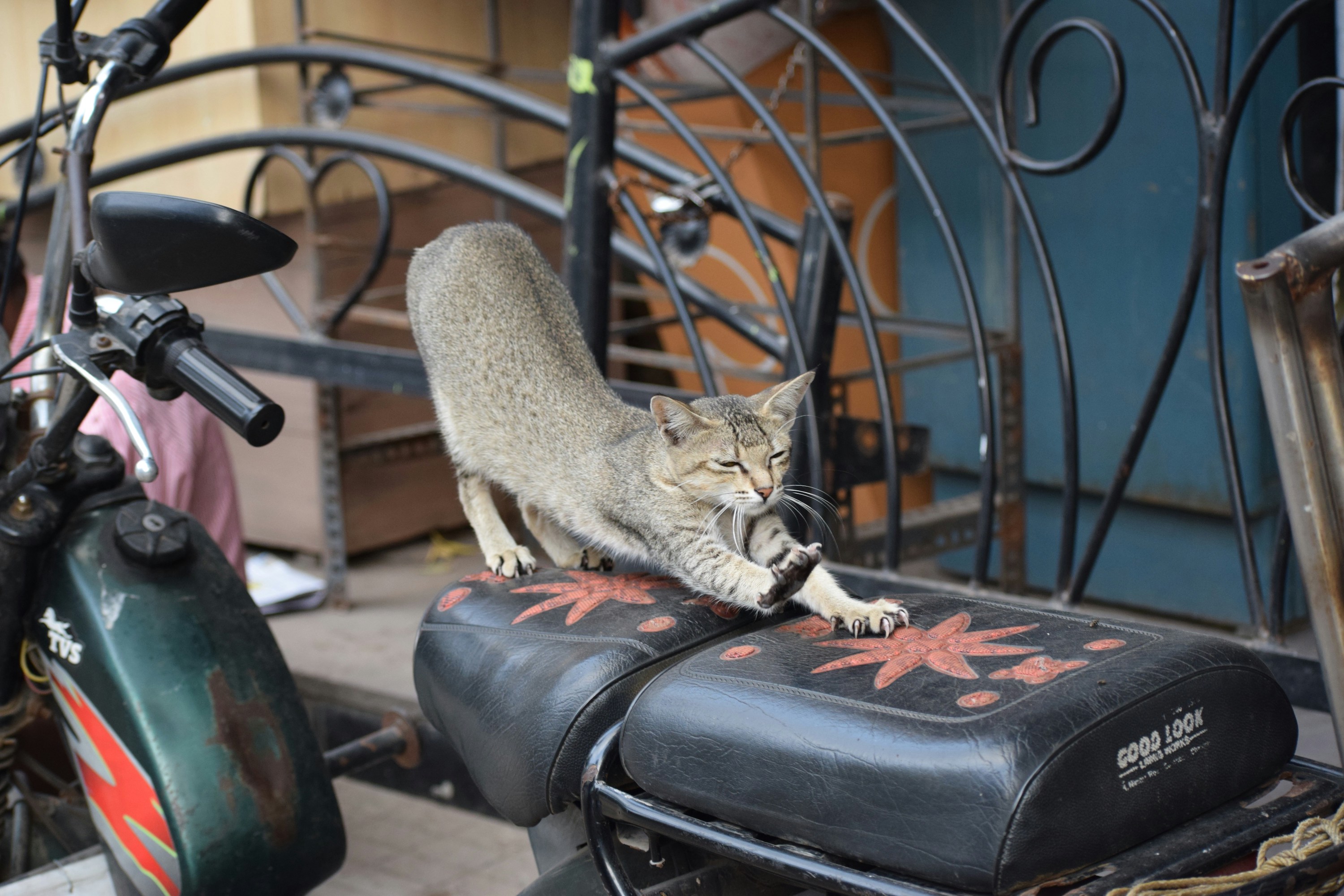 A gray tabby cat stretches on a motorbike seat