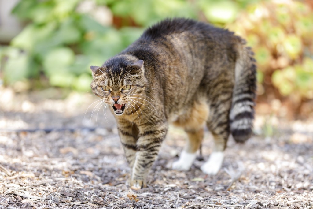 European Shorthair cat hissing and arching back with hair standing up