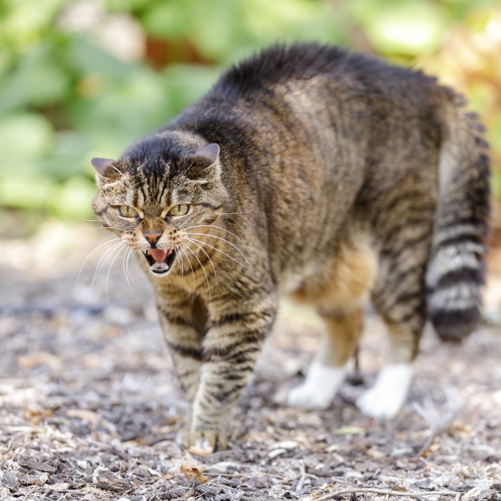 European Shorthair cat hissing and arching back with hair standing up