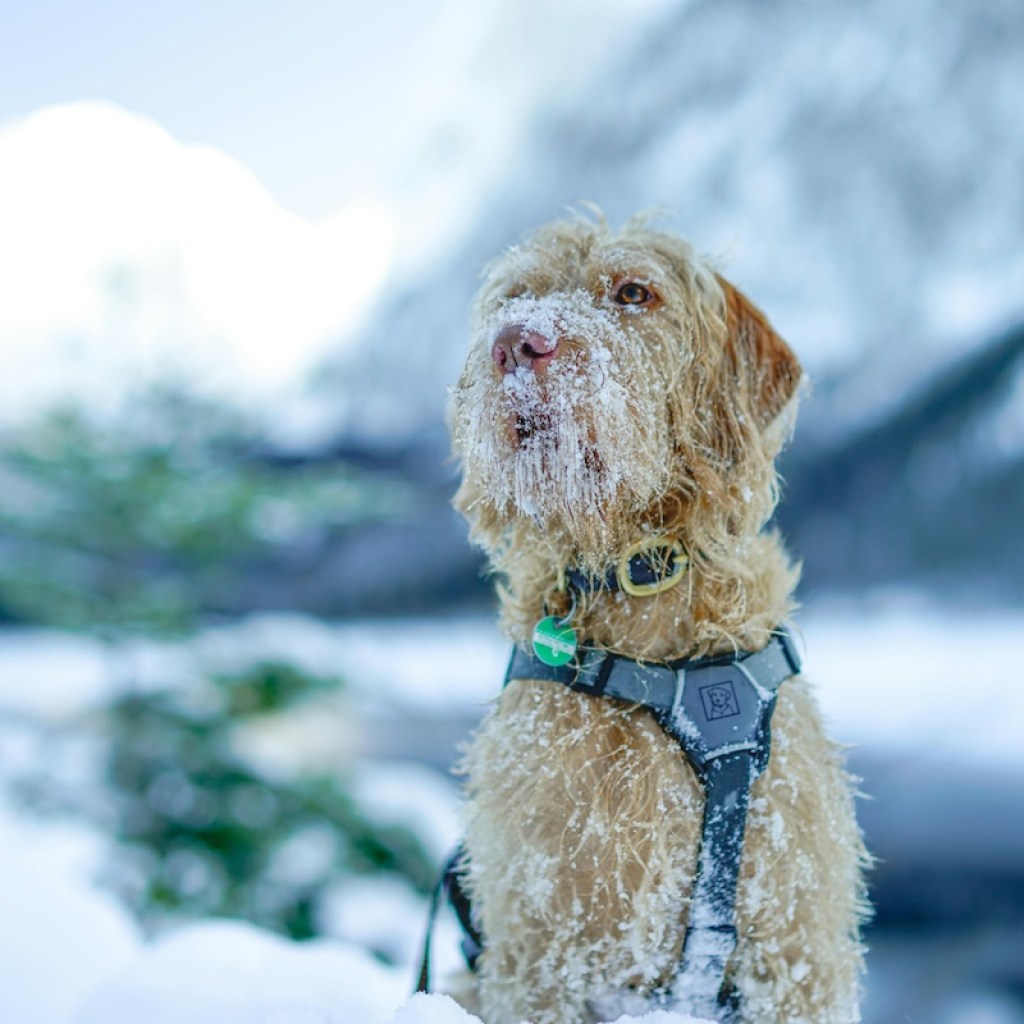 An Irish wolfhound on a harness in the snow