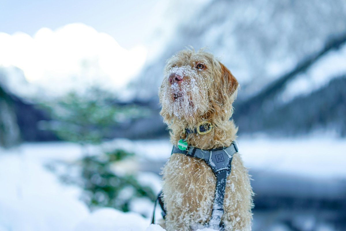 An Irish wolfhound on a harness in the snow