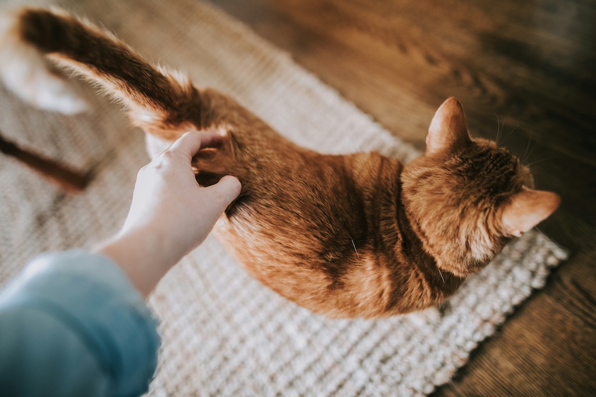 Why do cats shake their tails? PawTracks