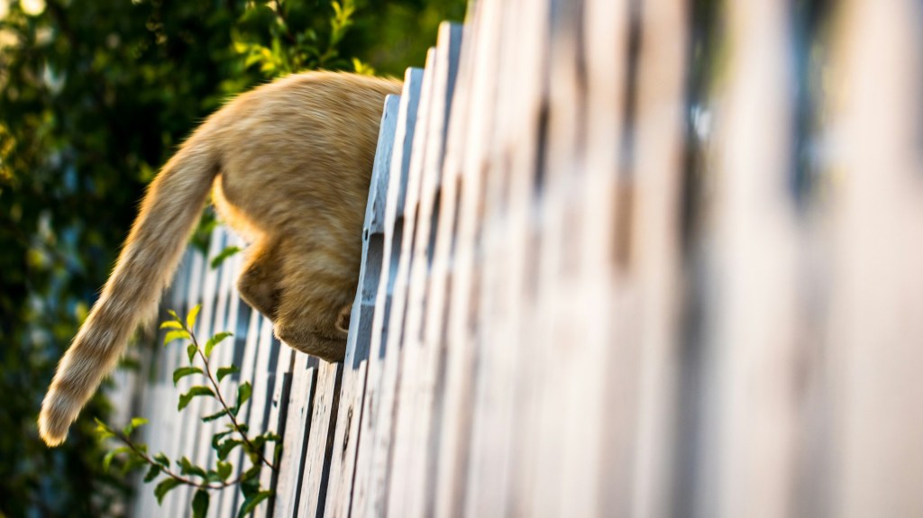 An orange cat's butt behind a white garden fence