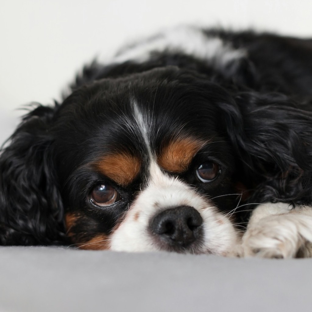 a Cavalier King Charles Spaniel lying on white bedding