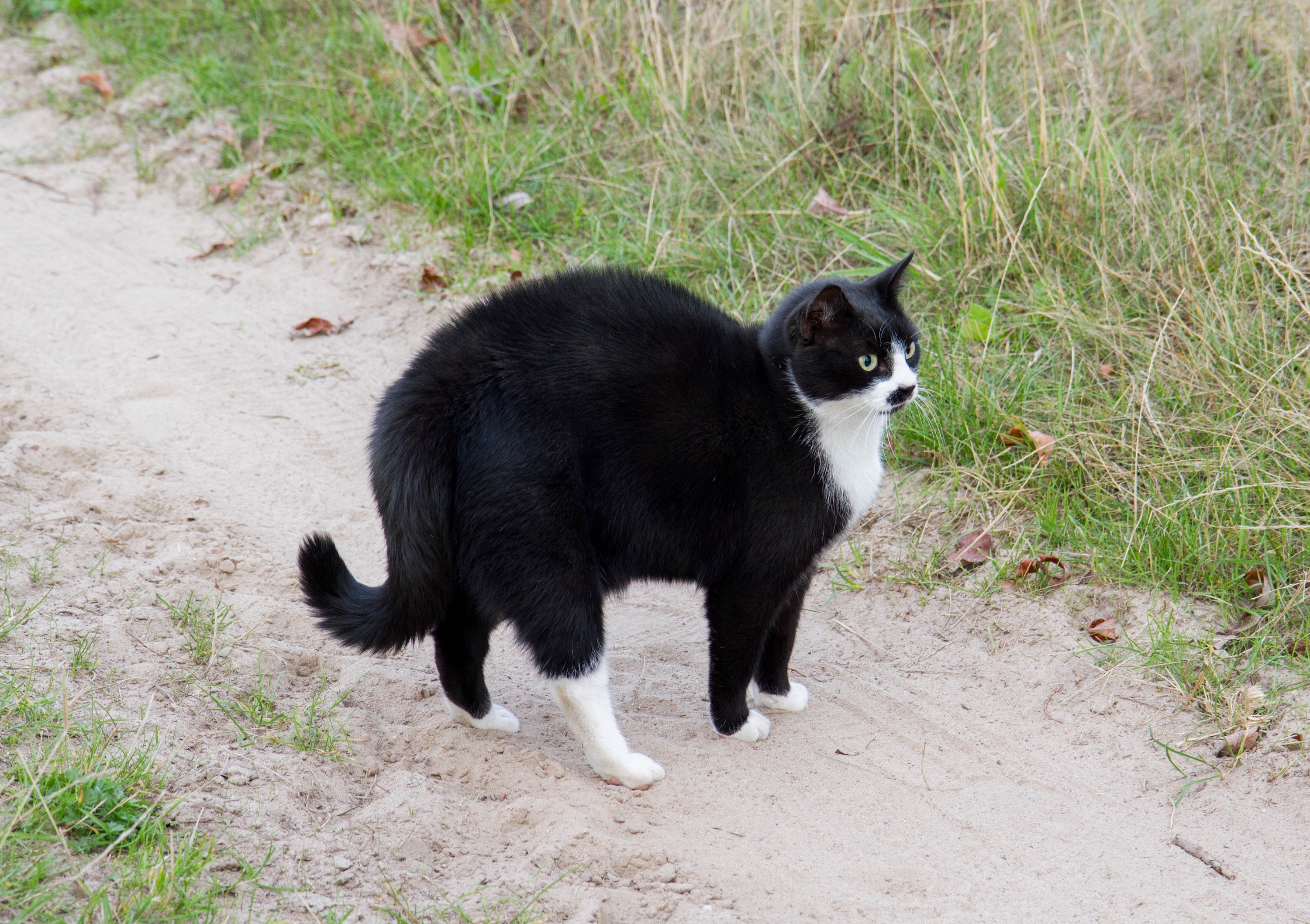A black and white cat arches their back