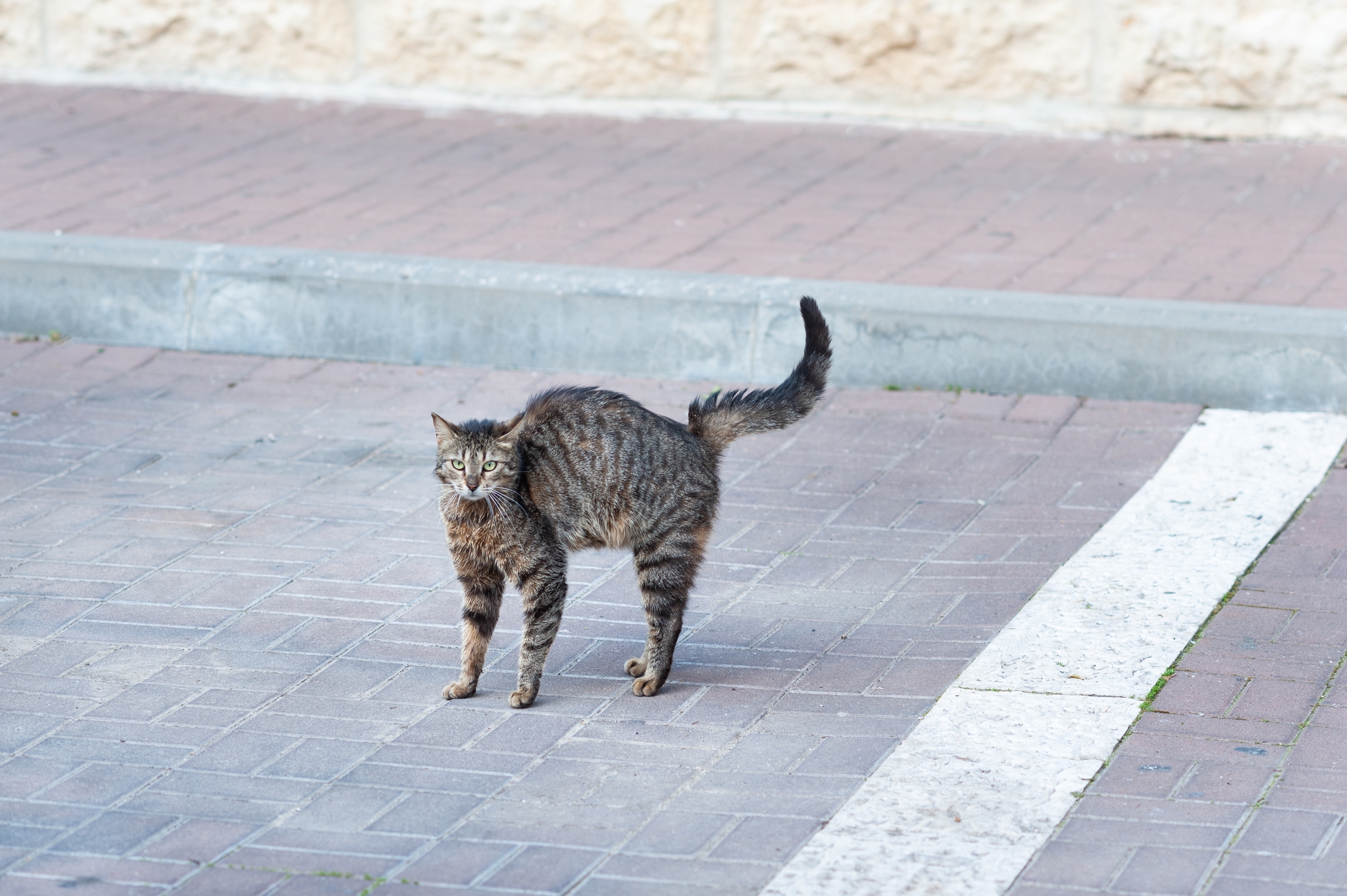A gray tabby cat stands in the street with an arched back