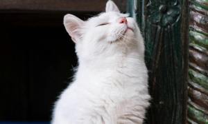 A white cat rubs their face on the corner of a wall