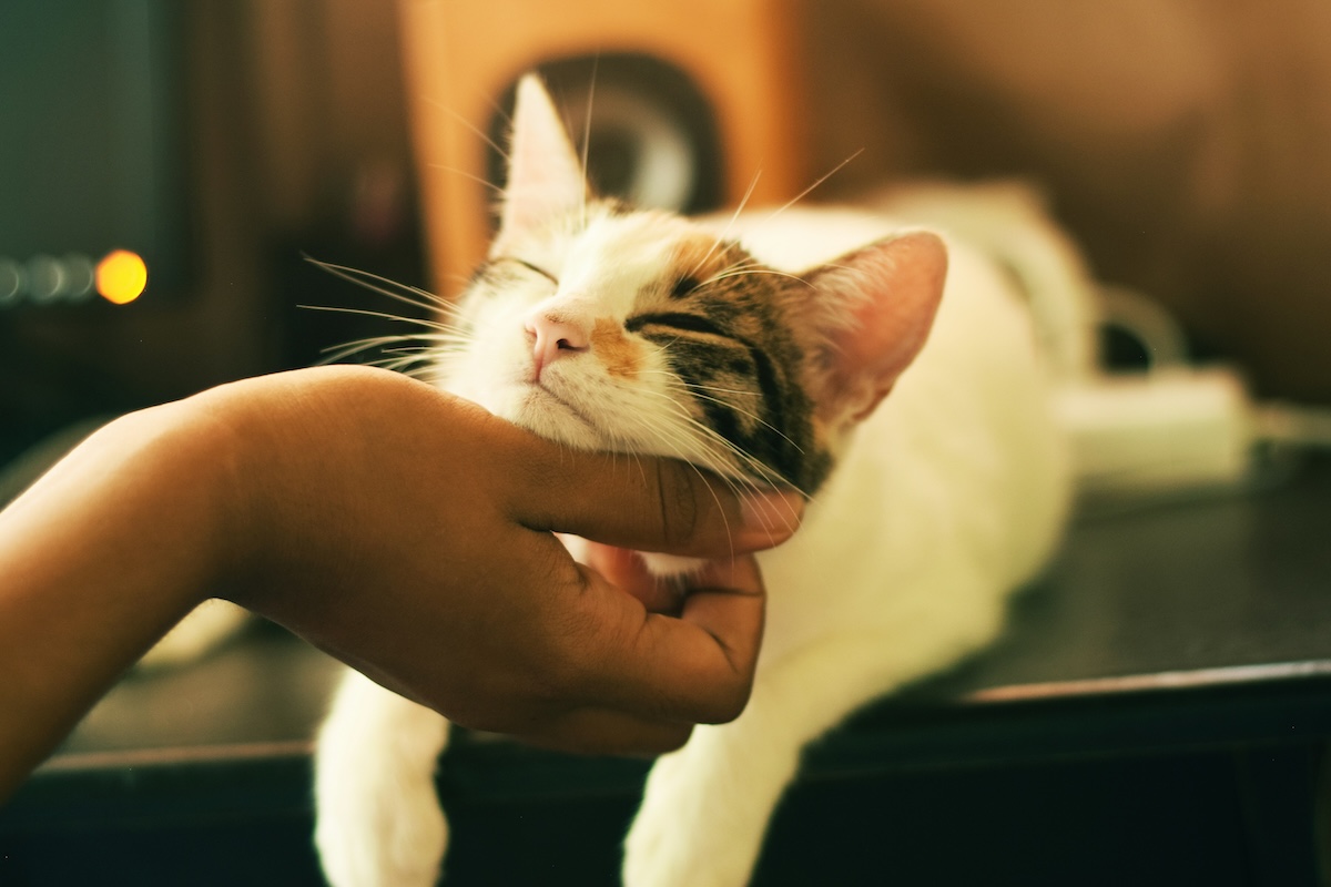 gray and white cat getting chin scratched