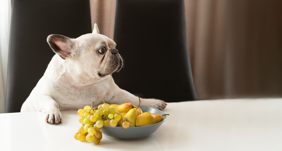 French bulldog at a table with a bowl of grapes and pears