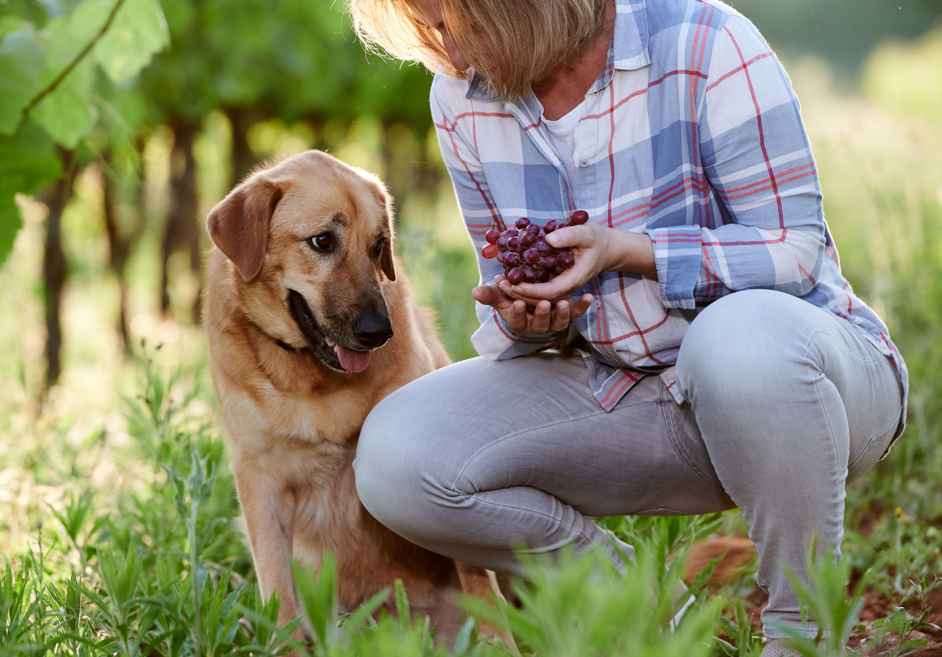 Dog looking at grapes outside
