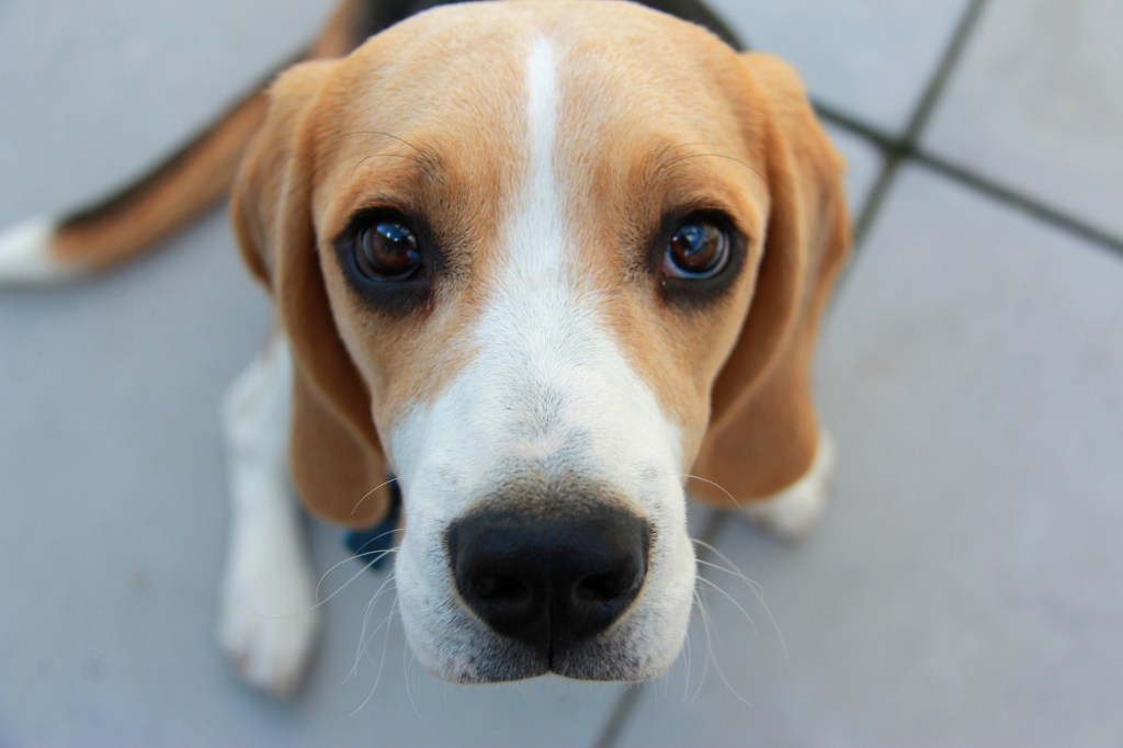 A Beagle close up, begging