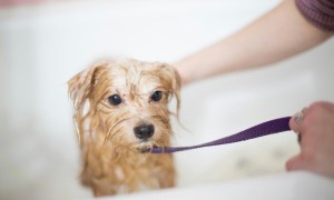 Small dog on a purple leash in a bath