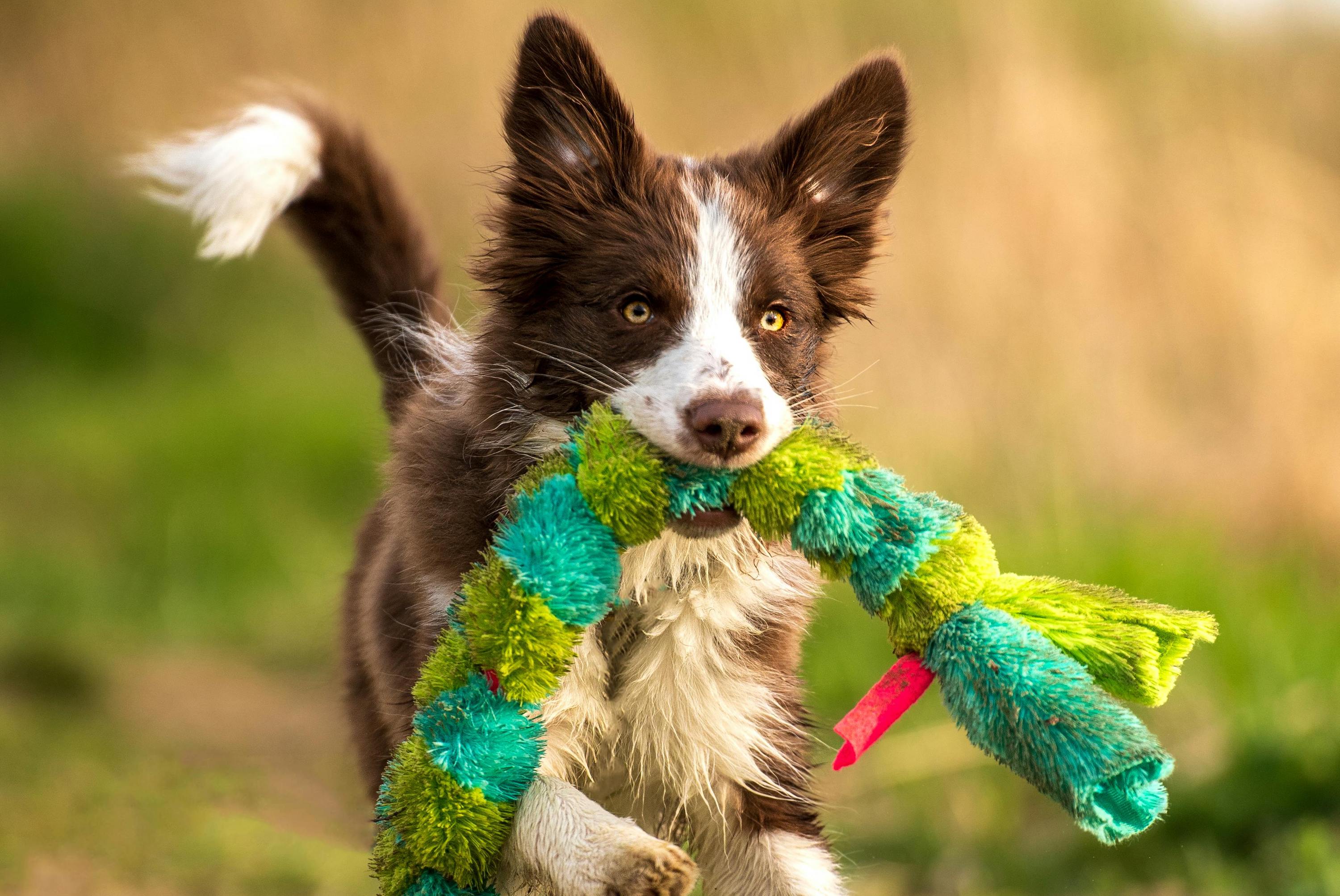 A brown and white Border Collie carrying a stuffed toy caterpillar in its mouth