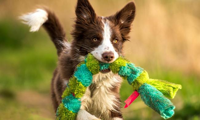 A brown and white border collie carrying a stuffed toy caterpillar in its mouth